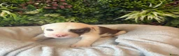 Mixed Breed dogs for sale: Old tyme American bullys - Advert 4