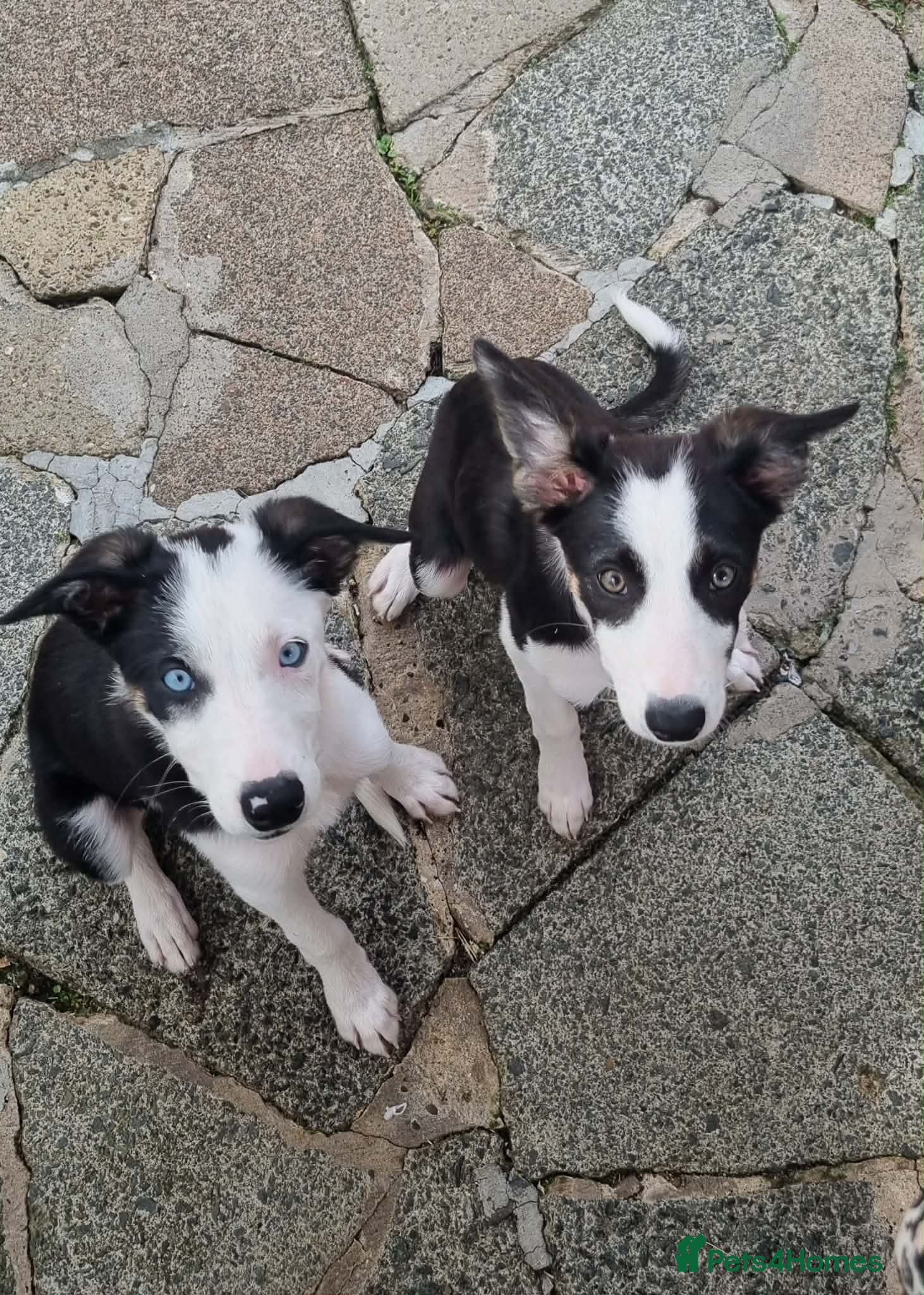 Border Collie dogs Two beautiful puppies - Advert 1