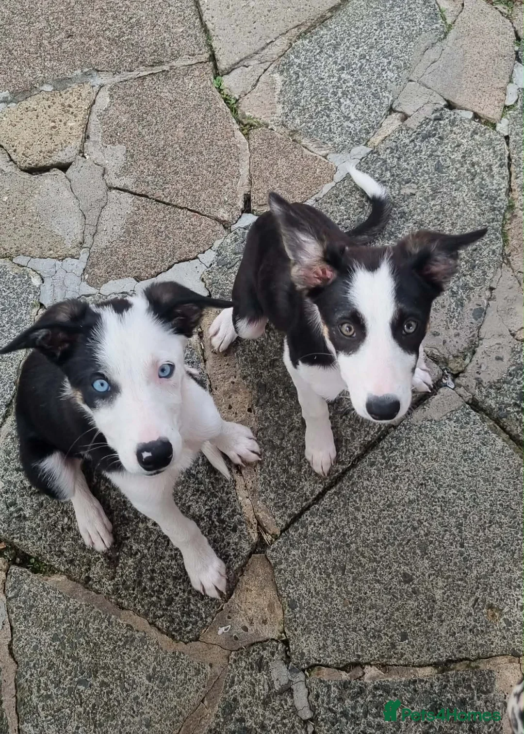 Border Collie dogs for sale: Two beautiful puppies - Advert 1