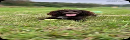 Cocker Spaniel dogs for sale: Cocker spaniel puppies for sale  - Advert 2