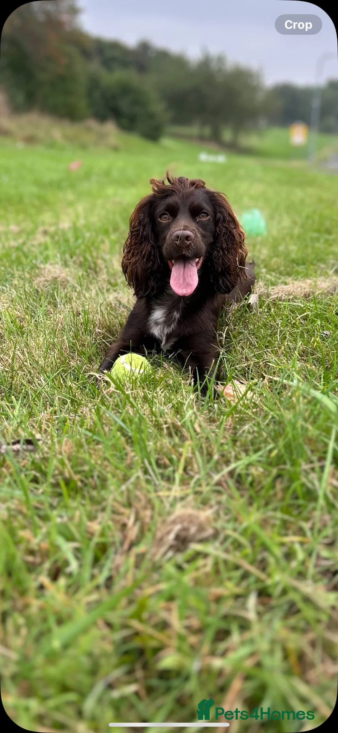 Cocker Spaniel dogs for sale: Cocker spaniel puppies for sale  - Advert 2