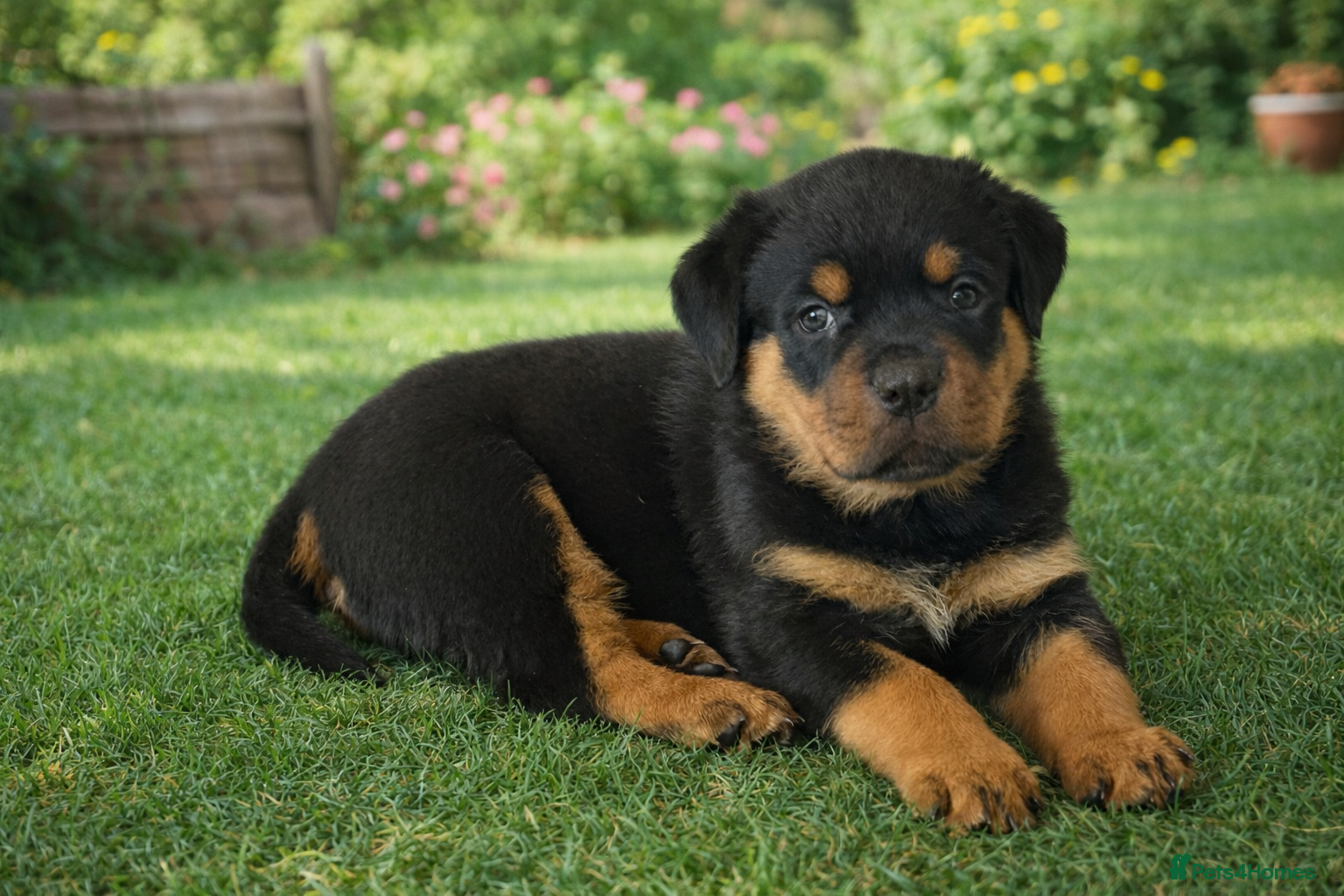 Rottweiler dogs Gorgeous healthy chunky Rottweiler pups  in Llanelli - Advert 6
