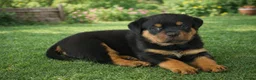 Rottweiler dogs for sale: Gorgeous healthy chunky Rottweiler pups  in Llanelli - Advert 1