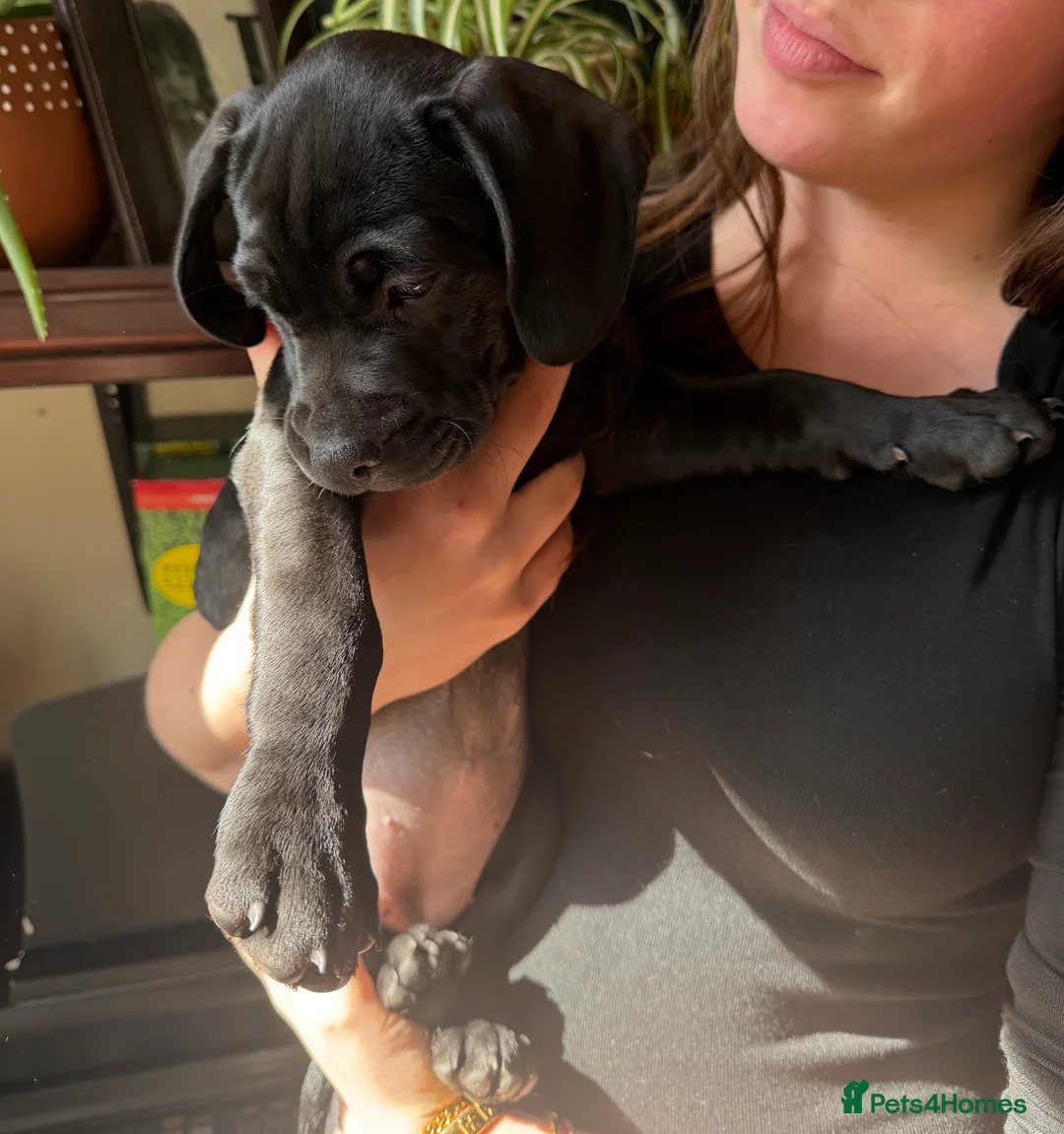 Mixed Breed dogs for sale: Small soft and friendly pups excited for a home  - Advert 2