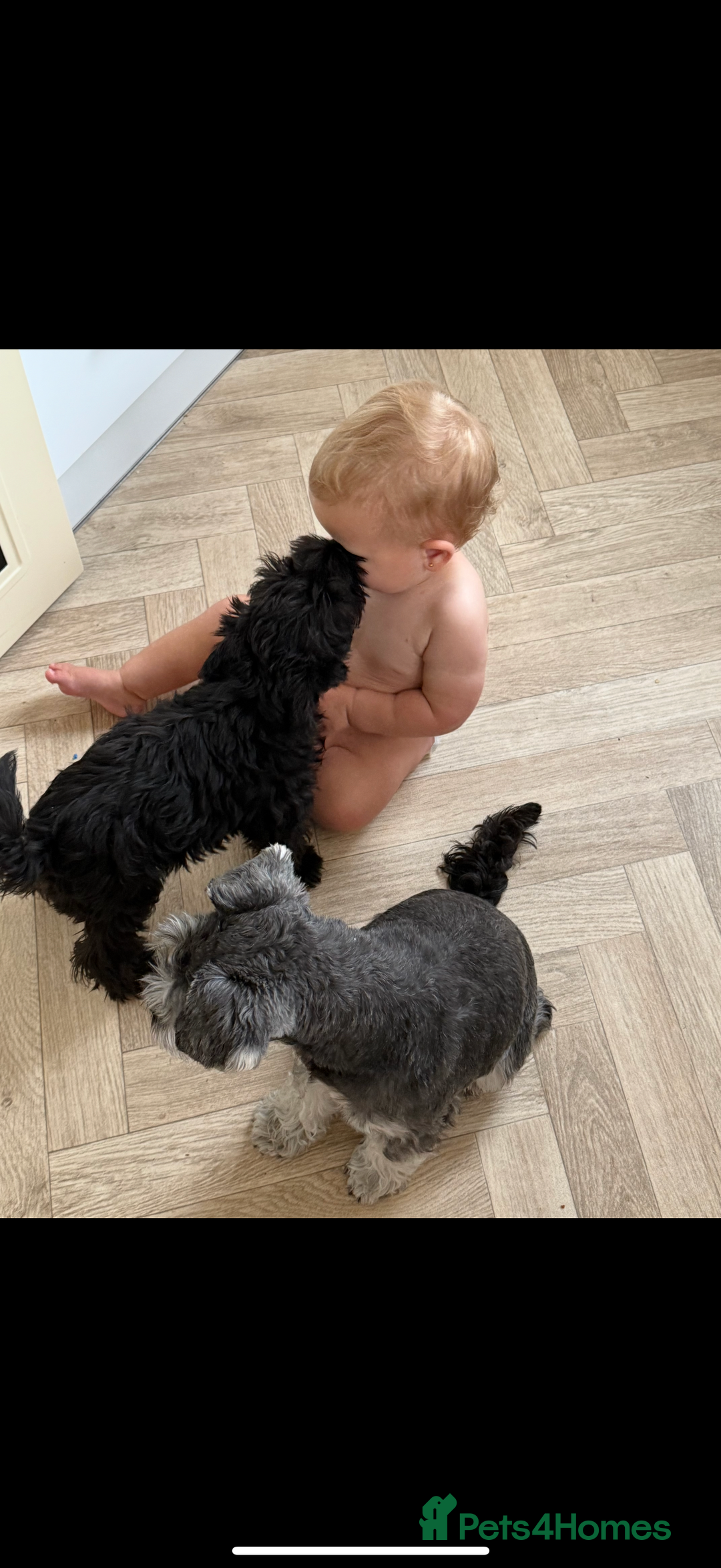 Miniature Schnauzer dogs for sale: Stunning Black Miniature Schnauzer  - Image 9