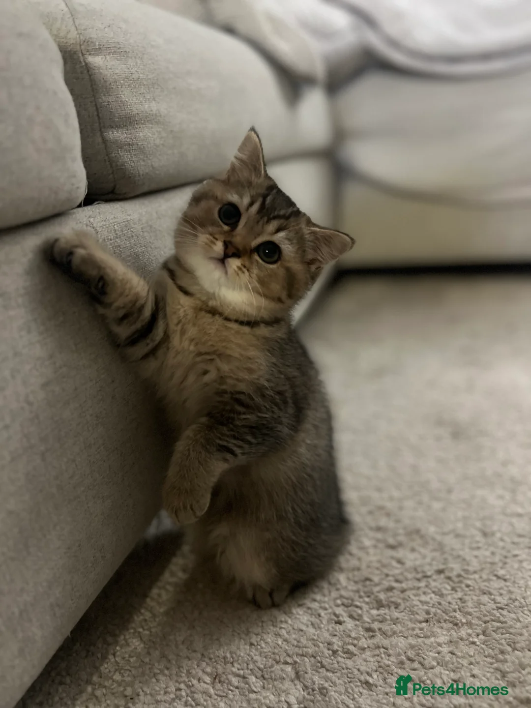 British Shorthair cats for sale: 4 Beautiful British Shorthair Kittens for Sale - Advert 6