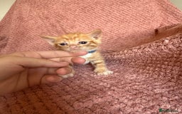 Mixed Breed cats for sale: Ginger kittens for sale - Image 8