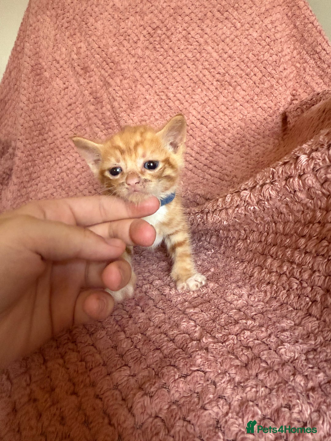 Mixed Breed cats for sale: Ginger kittens for sale - Image 8