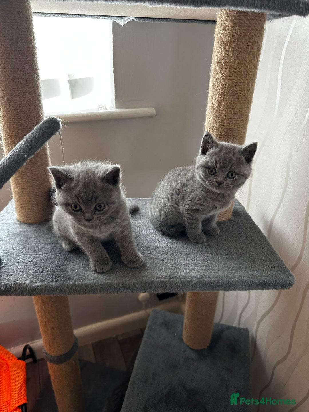 British Shorthair cats for sale: 4 Gorgeous chunky British shorthair kittens  - Image 17