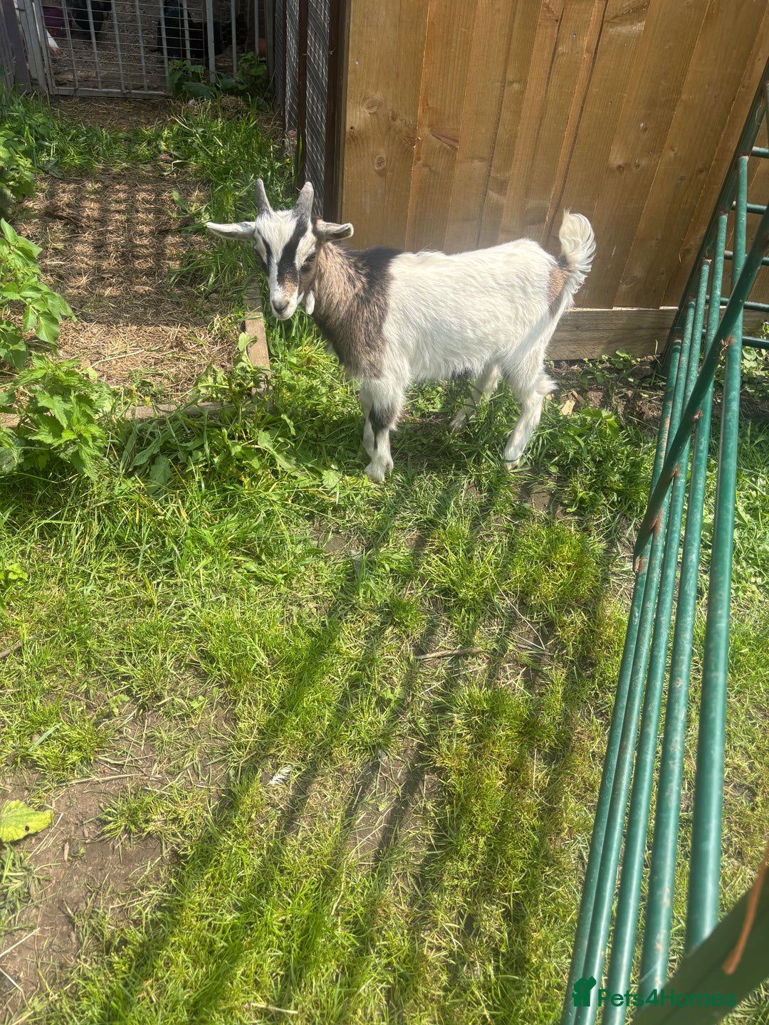 Goats livestock for sale: Pigmy goats - Advert 3