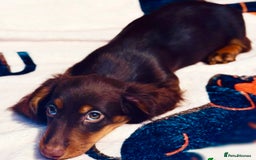 Miniature Dachshund dogs for sale: Beautiful Miniature Long-Haired Dachshund Puppy - Image 3