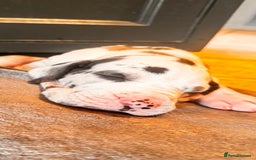 Great Dane dogs for sale: Welcome tothe world KC Registered Champ Bloodlines in Maidstone - Image 4