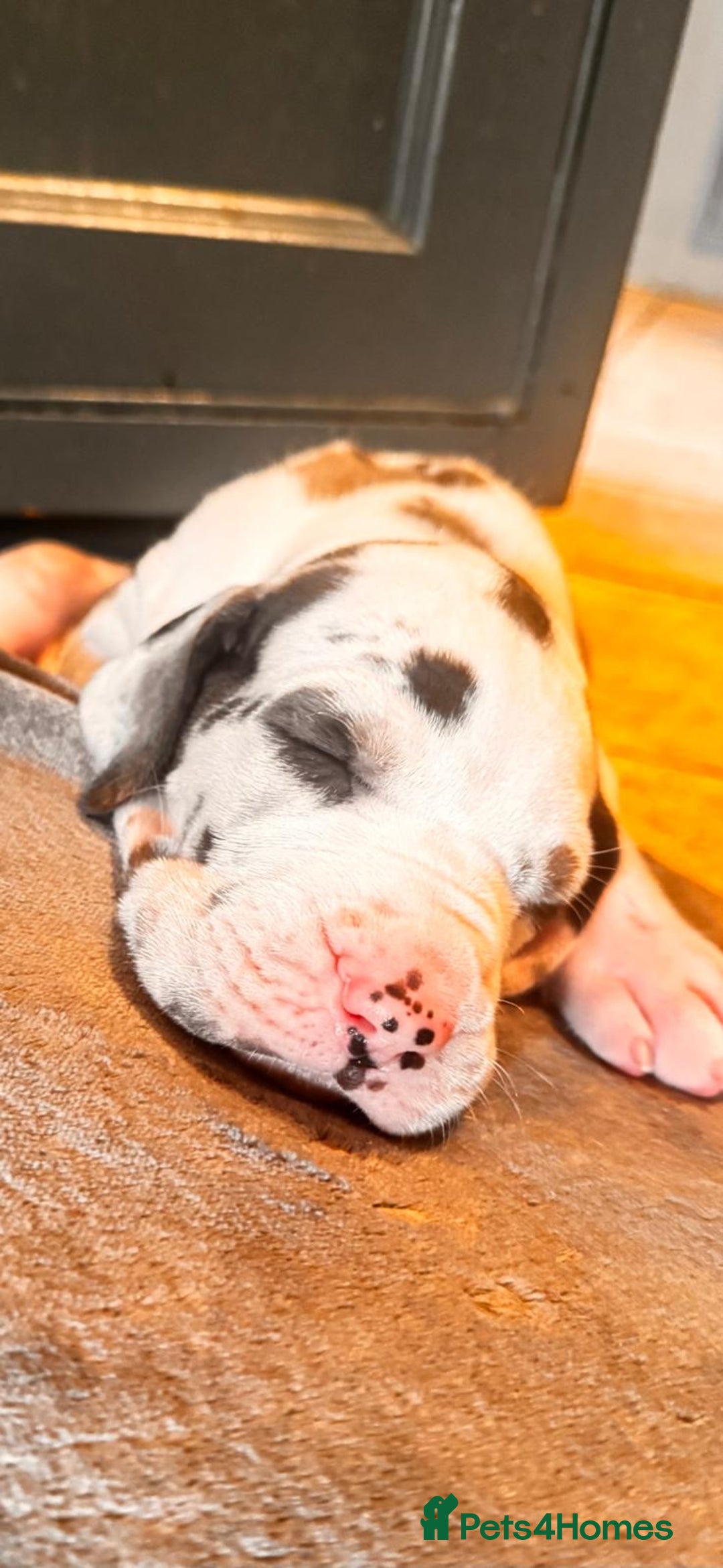 Great Dane dogs for sale: Welcome tothe world KC Registered Champ Bloodlines in Maidstone - Image 4