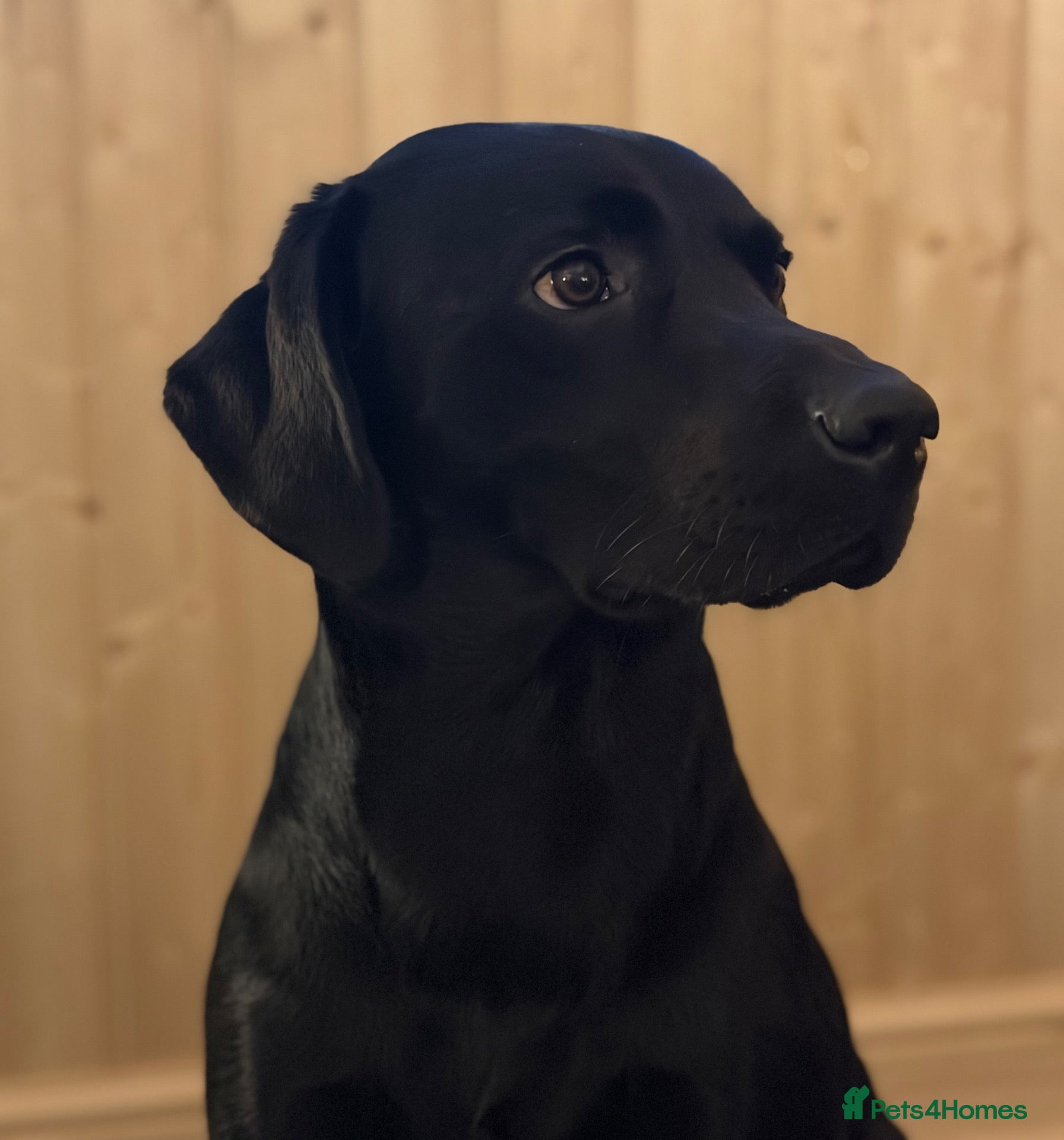 Labrador Retriever dogs for stud: Black Labrador for stud - Advert 17