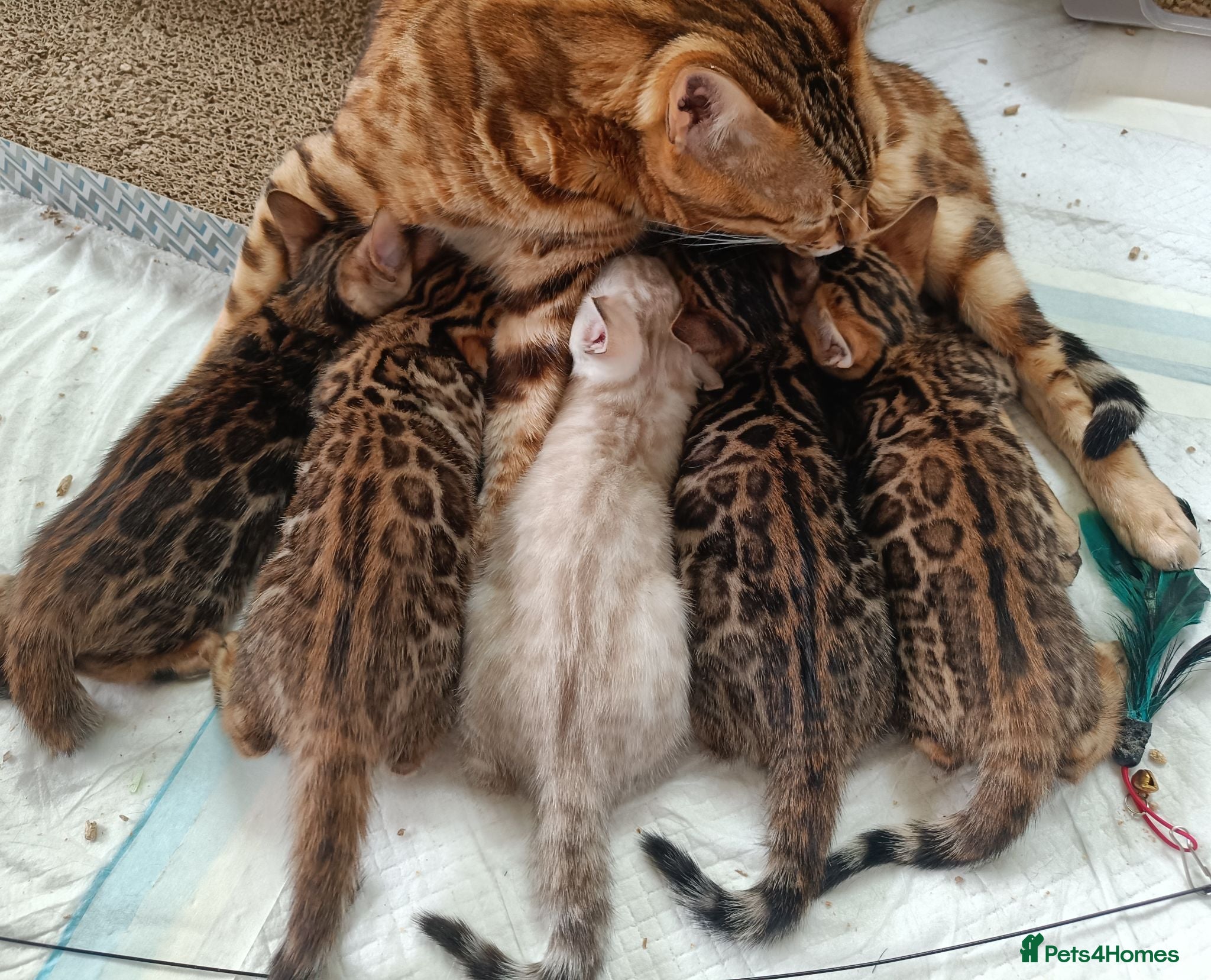 Bengal cats for sale: Cuddly and beautiful pedigree bengal kittens - Advert 1