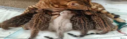Bengal cats for sale: Cuddly and beautiful pedigree bengal kittens - Advert 1