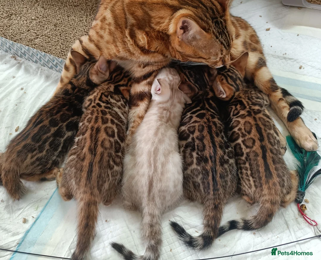 Bengal cats for sale: Cuddly and beautiful pedigree bengal kittens - Advert 1
