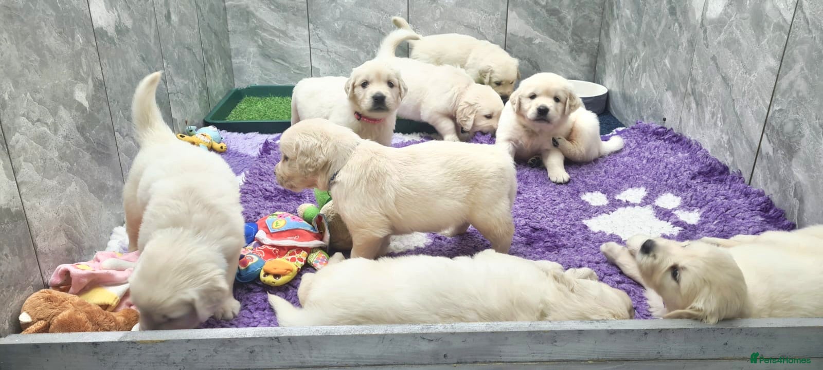 Golden Retriever dogs Kc Registered Golden Retriever puppies - Advert 2