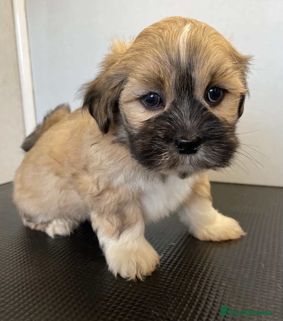 Lhasa Apso dogs for sale: Pedigree KC Reg Lhasa Apso Males For Sale  - Advert 6