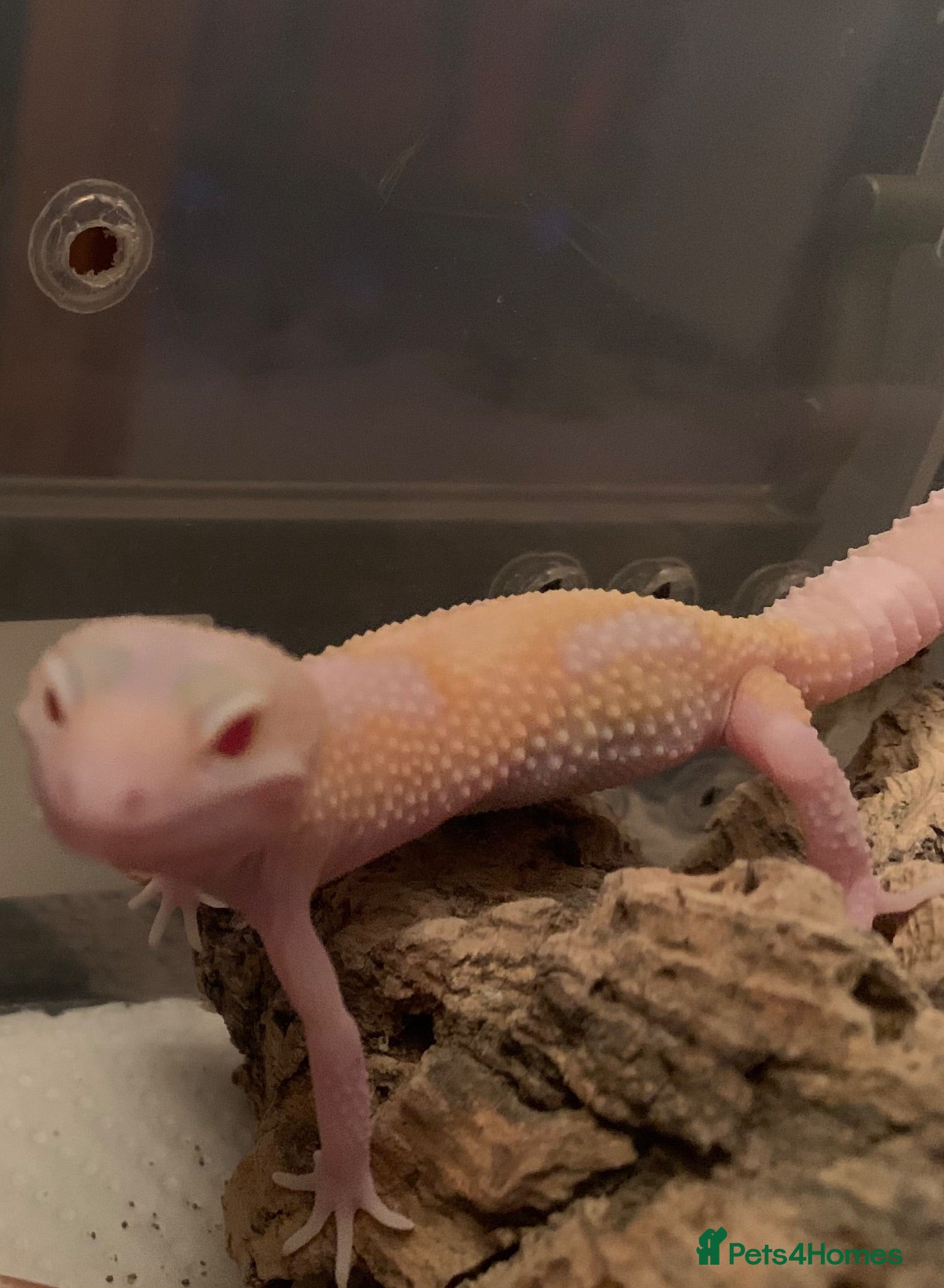Leopard Gecko reptiles Albino leopard geckos cb26 - Advert 8