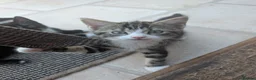 Mixed Breed cats for sale: Gorgeous male kitten - Advert 7