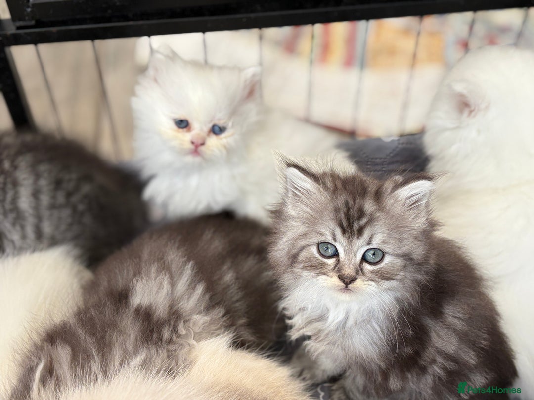 Persian cats for sale: Persian x kittens , 2 separate litters - Advert 23