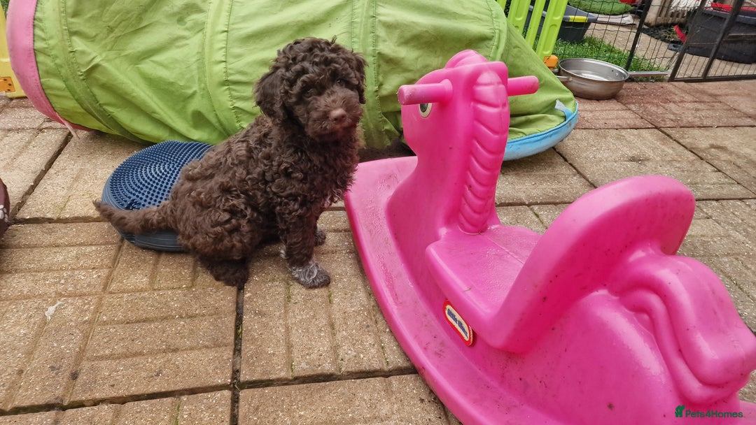 Lagotto Romagnolo dogs for sale: KC reg, Lagotto Romagnolo, LAST GIRL - Advert 13