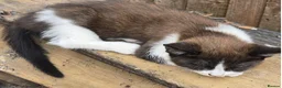 Mixed Breed cats for sale: Gorgeous Kittens Ready NOW! - Advert 4