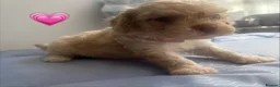 Cavapoo dogs for sale: Beautiful Cavapoo Puppies - Advert 6