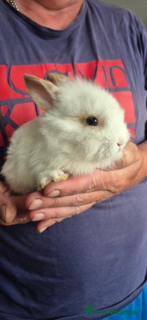 Lionhead rabbits - Advert 18