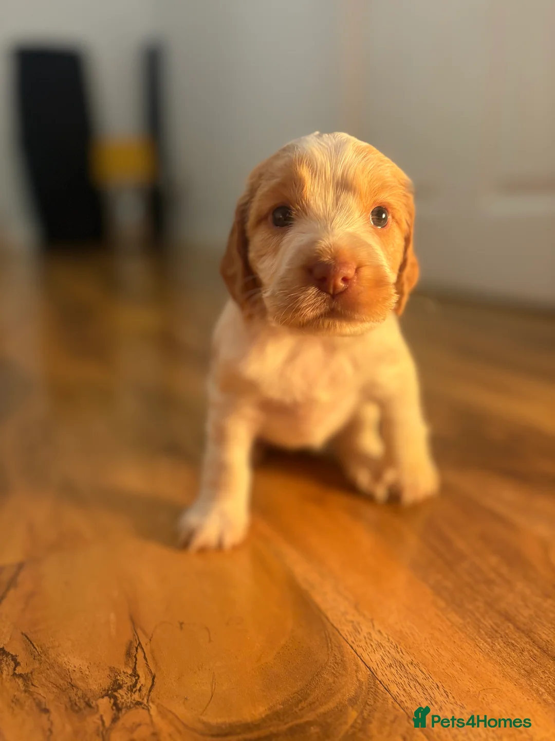 Cocker Spaniel dogs for sale: Cocker spaniel pups for sale  - Advert 1