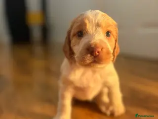 Cocker Spaniel dogs Cocker spaniel pups for sale - Advert 3