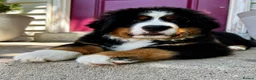 Bernese Mountain Dog dogs for sale: Last puppy in the litter  - Advert 3