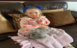Mixed Breed rabbits for sale: Baby Lionheads Looking For Homes  - Image 15