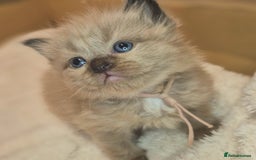 Ragdoll cats for sale: Proven healthy ragdolls 🐾 Sepias & traditionals   - Image 4