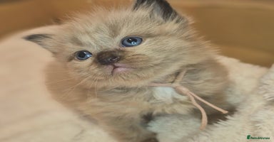 Ragdoll cats - Advert 5
