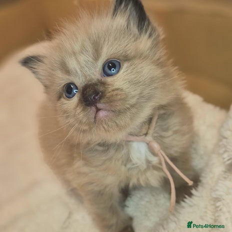 Ragdoll cats - Advert 1