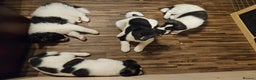 Akita dogs for sale: Beautiful Akita puppies - Advert 15