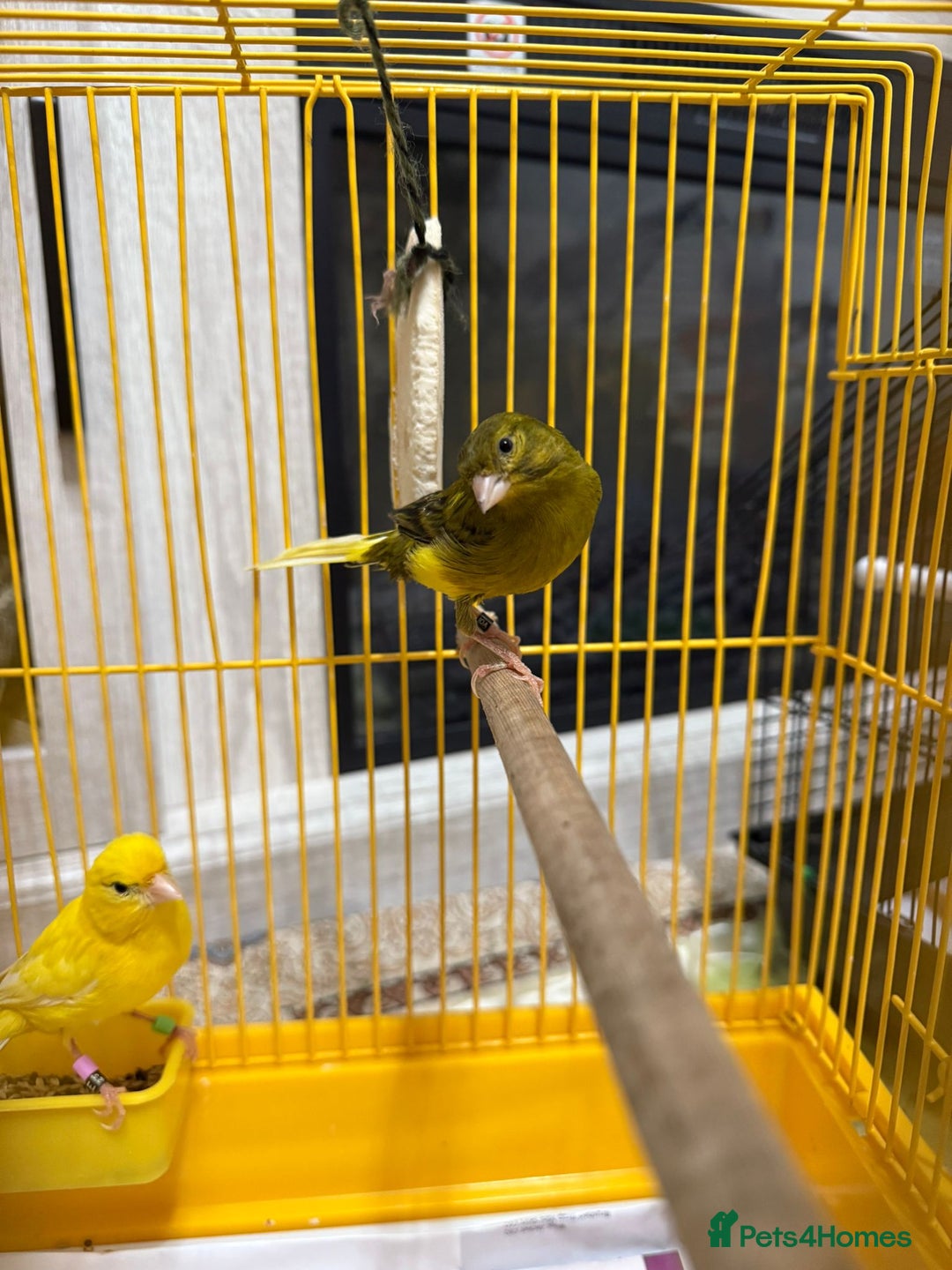 Lovebirds birds for sale: Male  - Advert 4