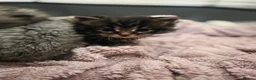 Maine Coon cats for sale: Maine Coon Kittens - Advert 3