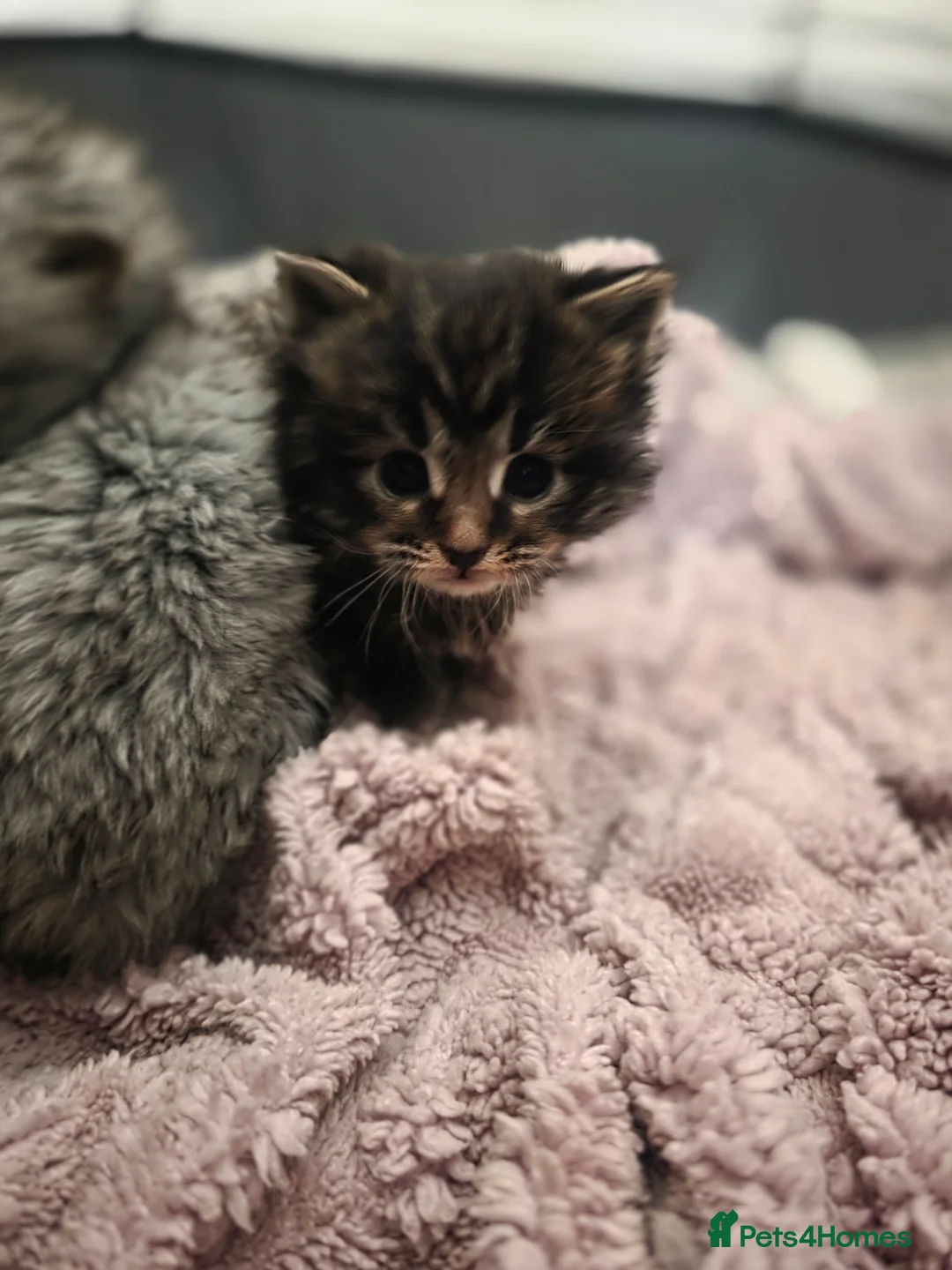 Maine Coon cats for sale: Maine Coon Kittens - Advert 3