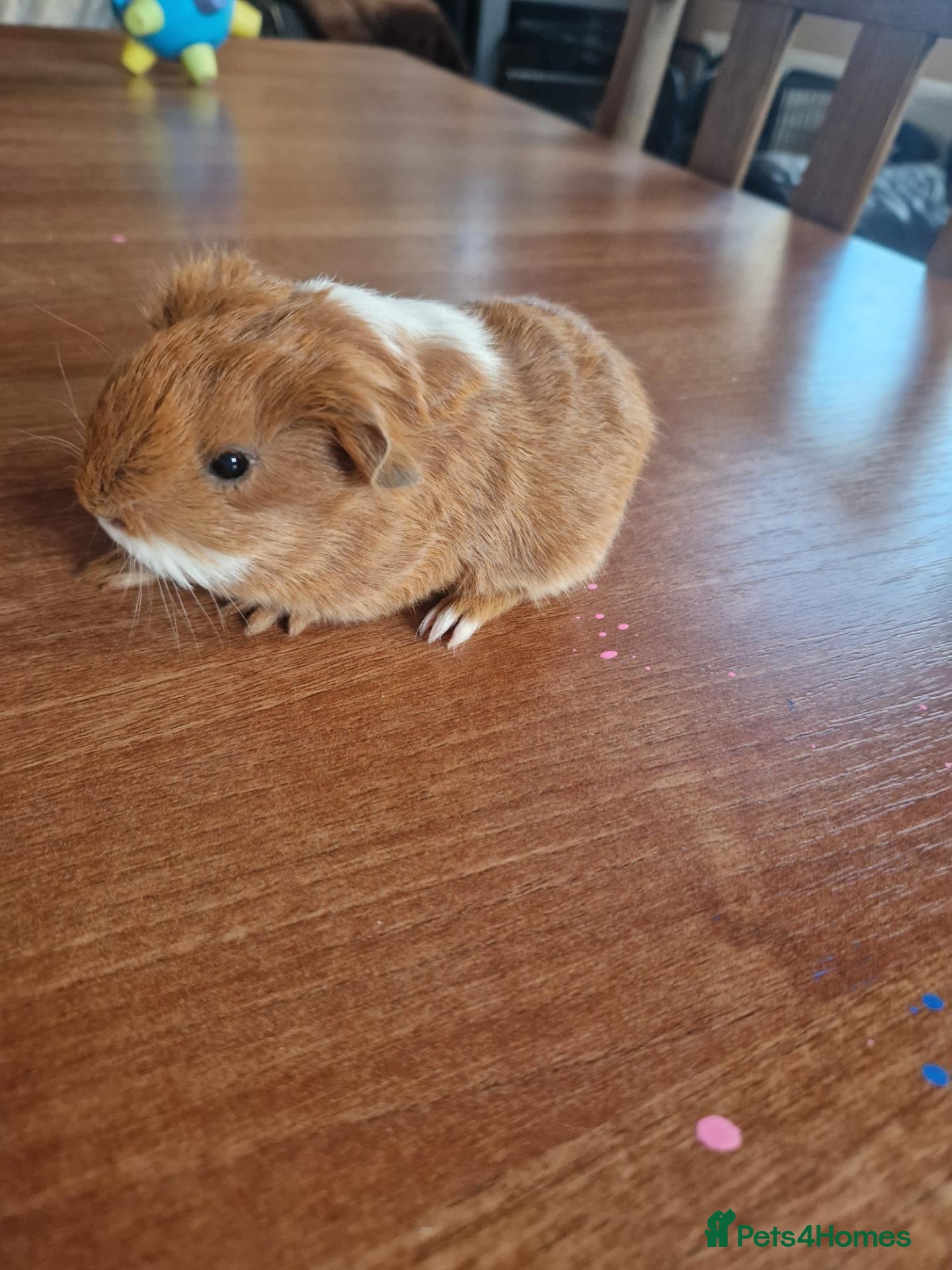 Guinea Pig rodents Baby Guinea Pigs - Advert 3