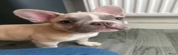 French Bulldog dogs for sale: *** STUNNING FULL PEDIGREE FRENCH BULLDOG PUPPY ** - Advert 4