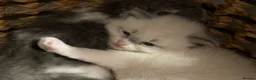 Ragdoll cats for sale: Child Friendly Ragdoll and Ragdoll Cross Kittens  - Advert 3