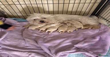 Maltipoo dogs - Advert 7