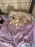 Maltipoo dogs - Advert 3