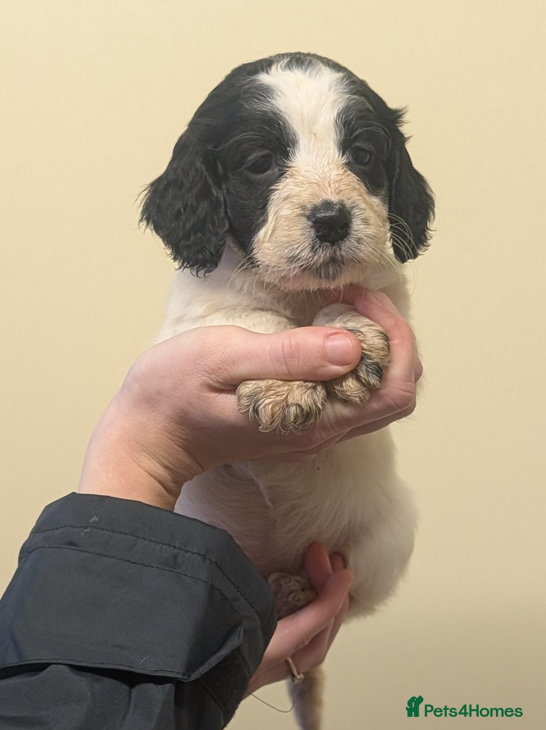 Cocker Spaniel dogs for sale: Cocker spaniel puppies  - Advert 10