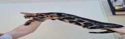 Bengal cats for sale: ❤️ Gorgeous Pure Bengal Babies! ❤️ - Advert 11