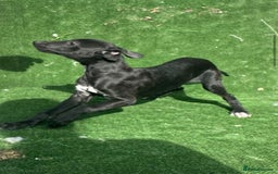 Whippet dogs for sale: Top quality whippet puppies - Image 15