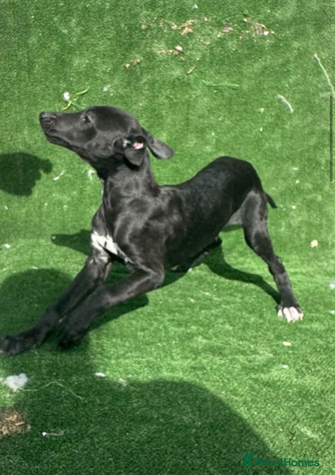 Whippet dogs for sale: Top quality whippet puppies - Image 15